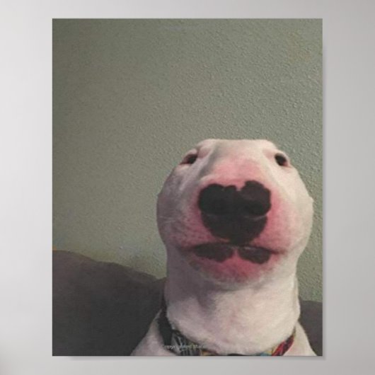 Starring Dog Meme Poster (Voorkant)