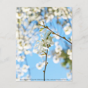 Starry Magnolia 6490 Briefkaart