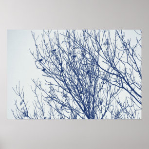 Starten in een boom - Cyanotype-effect Poster