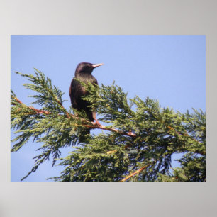Starten in een Spruce Tree Print