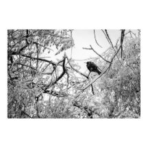 Starten op een bevroren boom