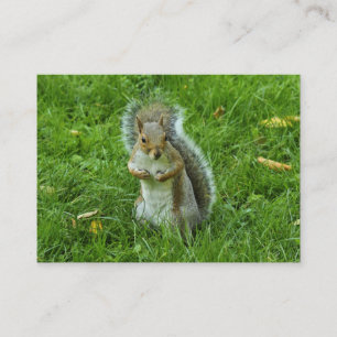 Startled Gray Squirrel, Bute Park, Cardiff Visitekaartje