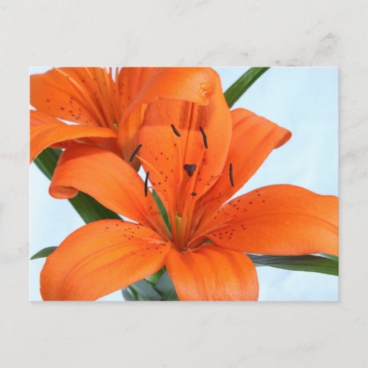 Startling Oranje Tiger Lily Briefkaart (Voorkant)