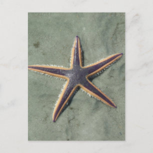 Starvis Paarse zee ster op strand Briefkaart