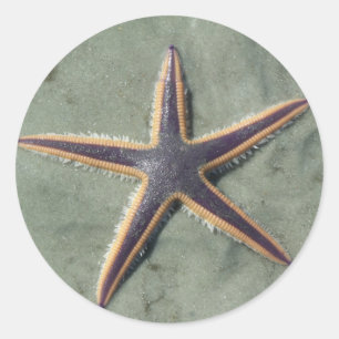 Starvis Paarse zee ster op strand Ronde Sticker