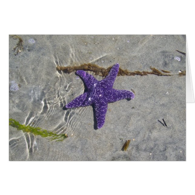 Starvissen (Voorkant Horizontaal)