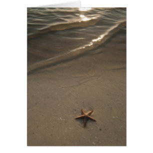 Starvissen
