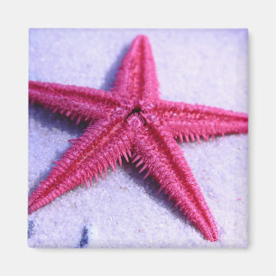 Starvissen Magneet