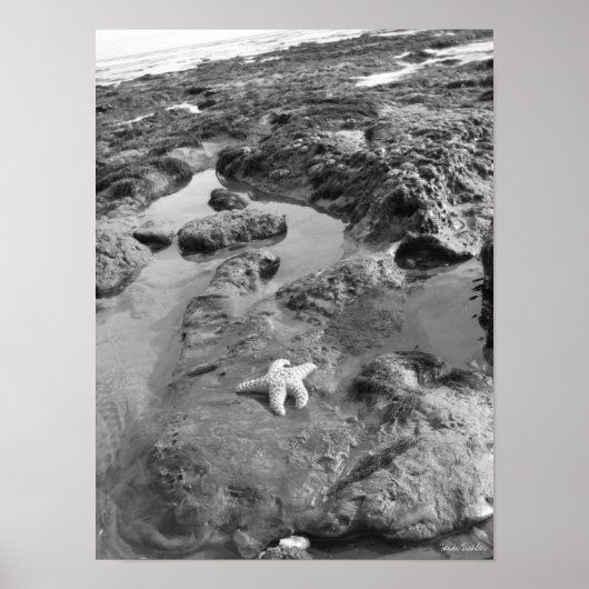 Starvissen Poster (Voorkant)