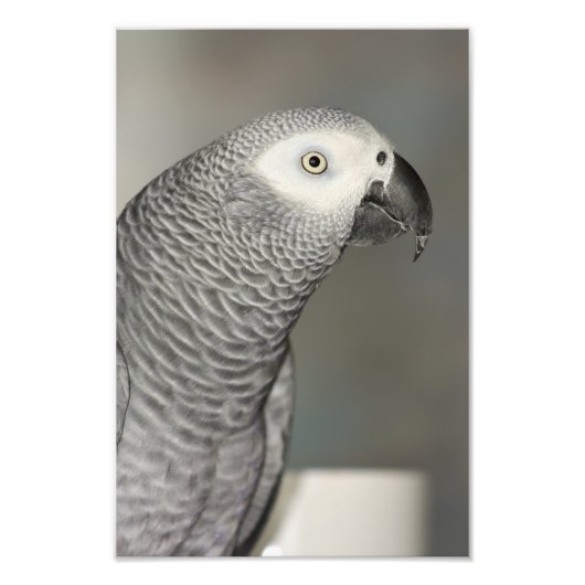 State African Gray Parrot Foto Afdruk (Voorkant)