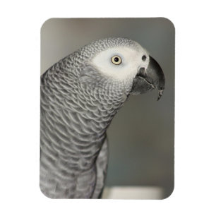 State African Gray Parrot Magneet