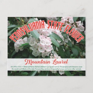 State Flower of Pennsylvania the Mountain Laurel Briefkaart