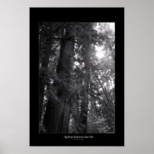 State Park Big Basin Redwood Poster