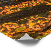 State Park Blackwater Herfsten Poster (Hoek)