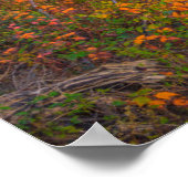 State Park Blackwater Herfsten | West Virginia Poster (Hoek)