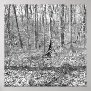 State Park Ridley Creek Poster