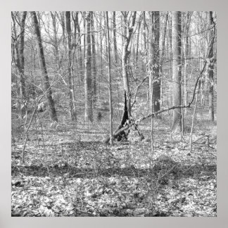 State Park Ridley Creek Poster