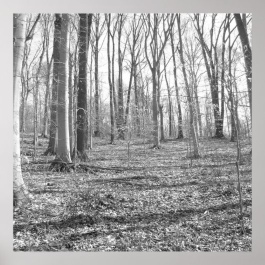 State Park Ridley Creek Poster (Voorkant)