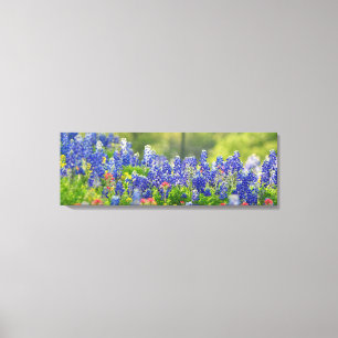Statige Bluebonnets Canvas Afdruk