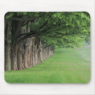 Statige rij bomen, Louisville, Kentucky. Muismat