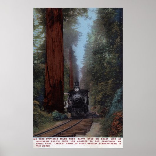 Station Big Tree Poster (Voorkant)