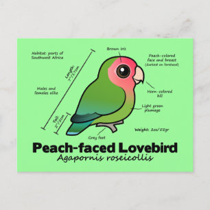 Statistieken van peach-face Lovebird Briefkaart