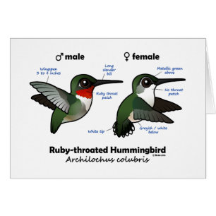 Statistieken van ronddraaiende Hummingbird