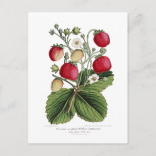 Stawberry Briefkaart