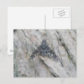 Stealth-Wing Fly Briefkaart (Voorkant / Achterkant)