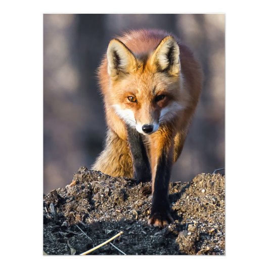 Stealthy Fox Foto Afdruk (Voorkant)
