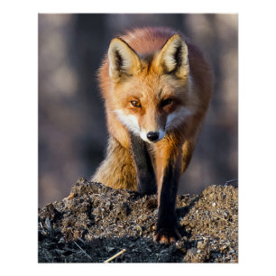 Stealthy Fox Perfect Poster