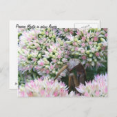 Stealthy Mantis ~ carte postale (Devant / Derrière)