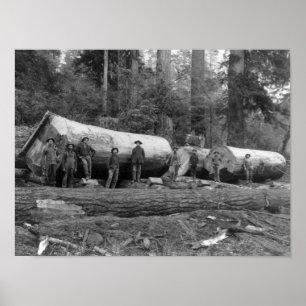 Steam Logging in de Cascades van Washington Stat Poster