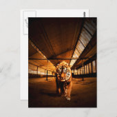 Stedelijke tijger briefkaart (Voorkant / Achterkant)