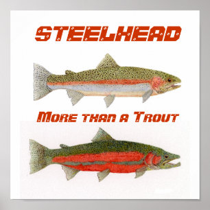 Steelhead Poster