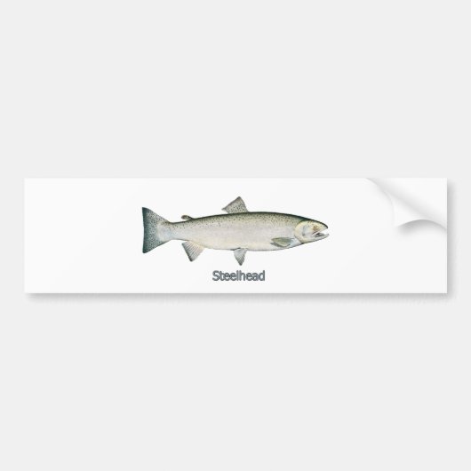 Steelhead Rainbow Trout Bumpersticker (Voorkant)