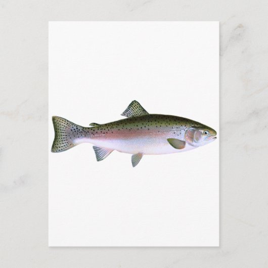 Steelhead Rainbow Trout Vist Logo Briefkaart (Voorkant)
