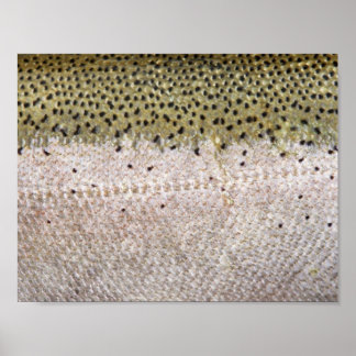 Steelhead Trout Poster
