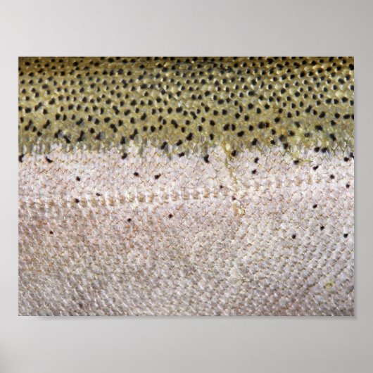 Steelhead Trout Poster (Voorkant)