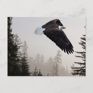 Steenarend die door de mist zweeft briefkaart