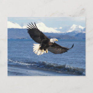 steenarend, Haliaeetus leuccocephalus, in vlucht Briefkaart