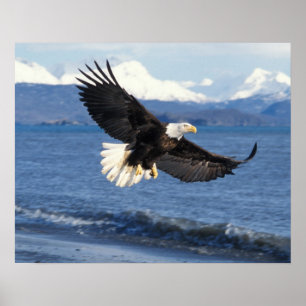 steenarend, Haliaeetus leuccocephalus, in vlucht Poster
