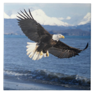 steenarend, Haliaeetus leuccocephalus, in vlucht Tegeltje