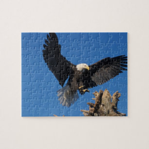 steenarend, Haliaeetus leuccocephalus, landend Legpuzzel