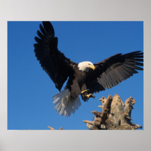 steenarend, Haliaeetus leuccocephalus, landend Poster