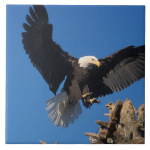 steenarend, Haliaeetus leuccocephalus, landend Tegeltje