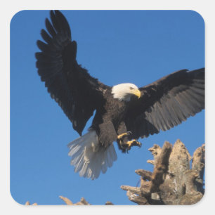 steenarend, Haliaeetus leuccocephalus, landend Vierkante Sticker