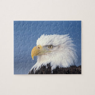 steenarend, Haliaeetus leuccocephalus, Legpuzzel