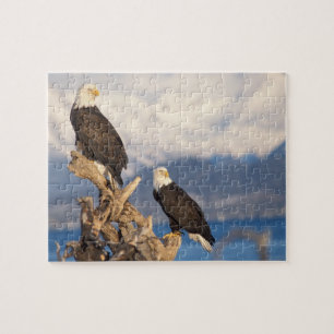 steenarend, Haliaeetus leuccocephalus, paar Legpuzzel