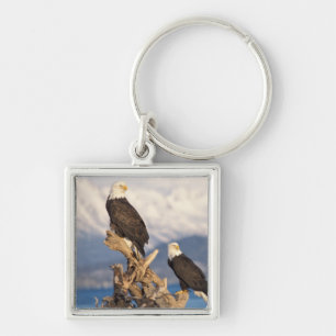 steenarend, Haliaeetus leuccocephalus, paar Sleutelhanger